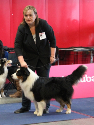 arwin v1 caca res. cacib 8. 12. 2012 6.jpg